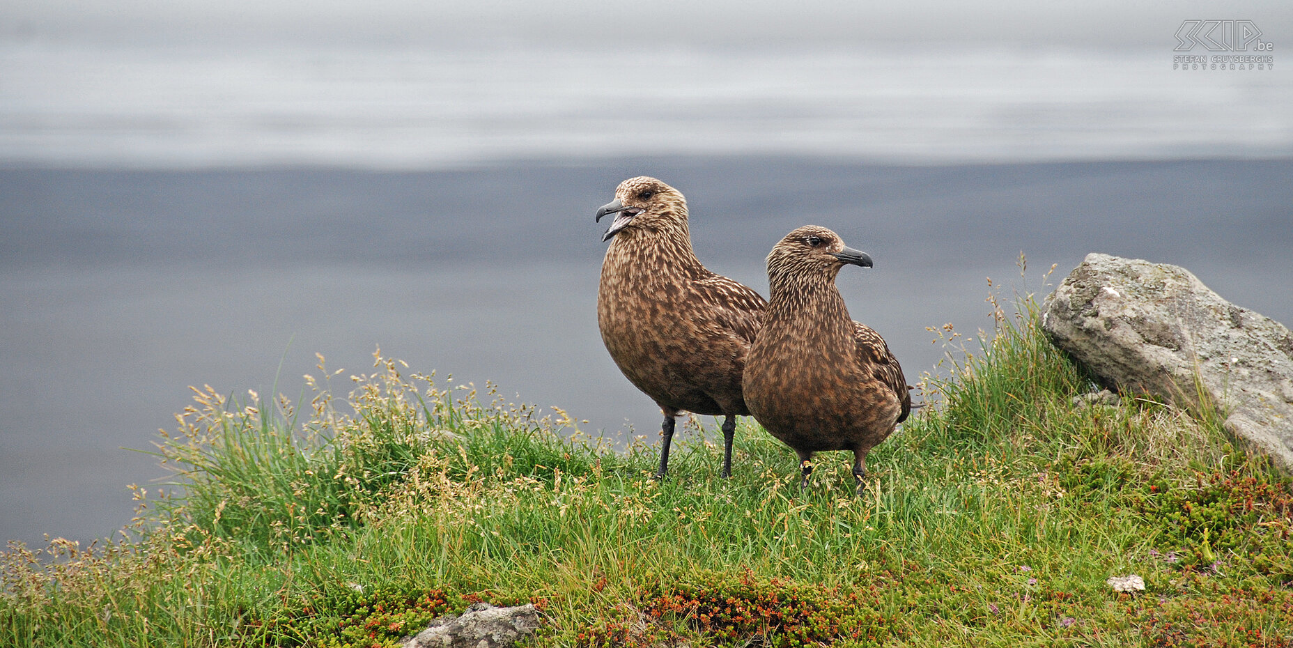 Ingólfshöfdi - Great skua The great skua (stercorarius skua) is a tall dark brown seabird which robs other birds' preys. These birds defend their nest by attacking visitors. Stefan Cruysberghs